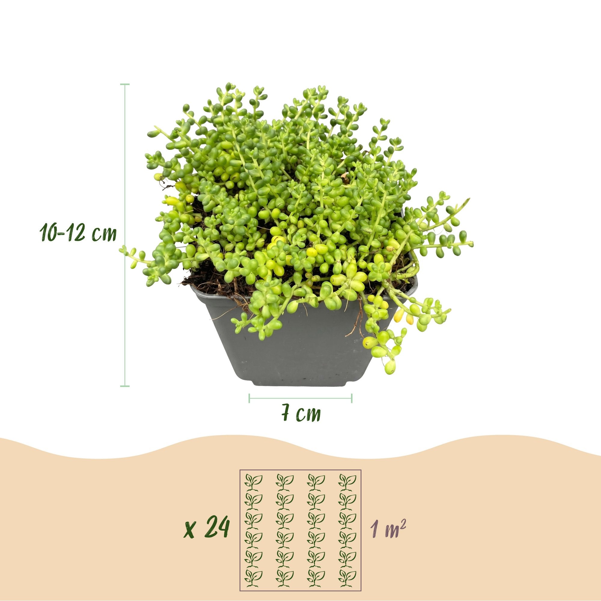 12x - Alpine mix - Ø7cm - ↕10-12cm