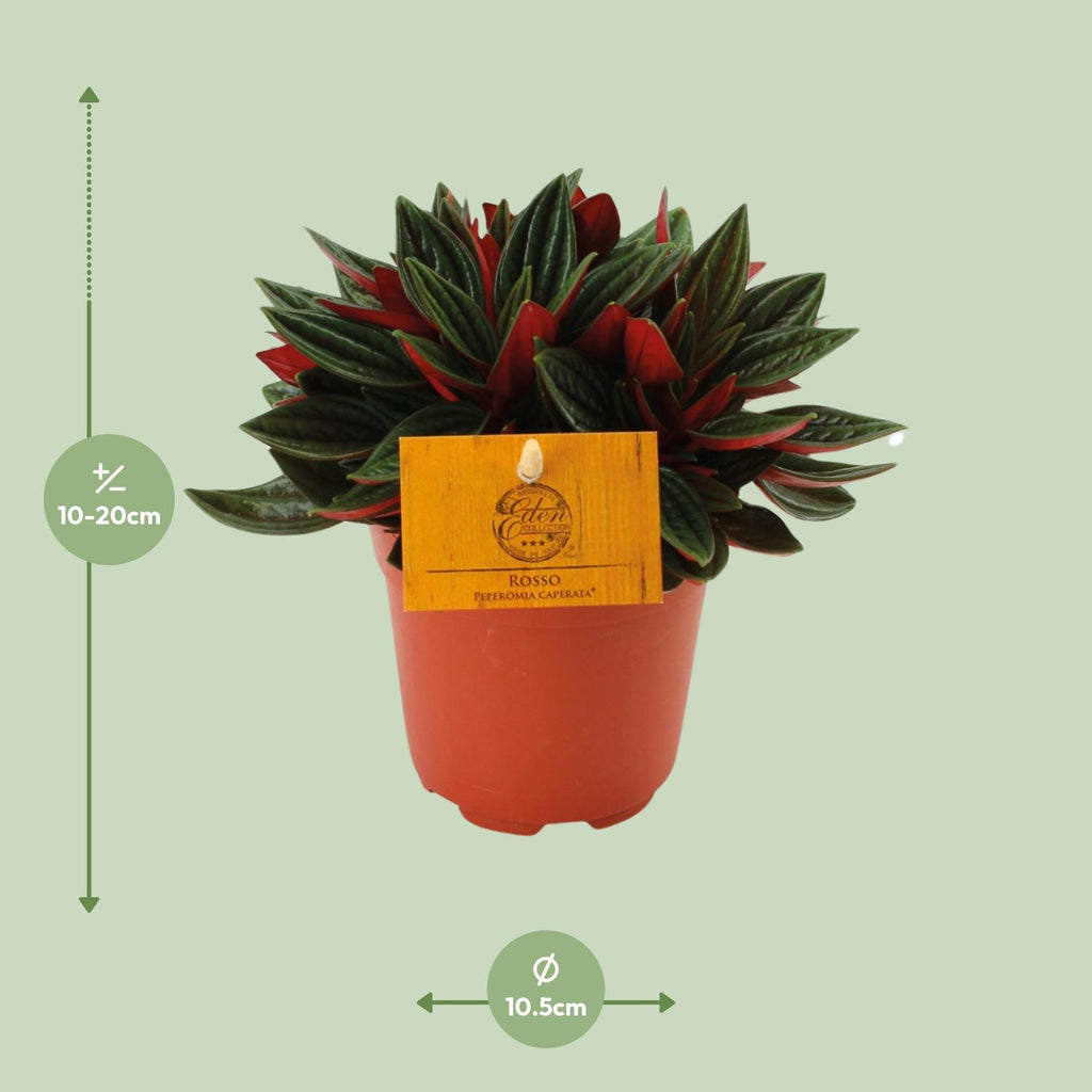 Peperomia Caperata Rosso - Ø10,5cm - ↕15cm