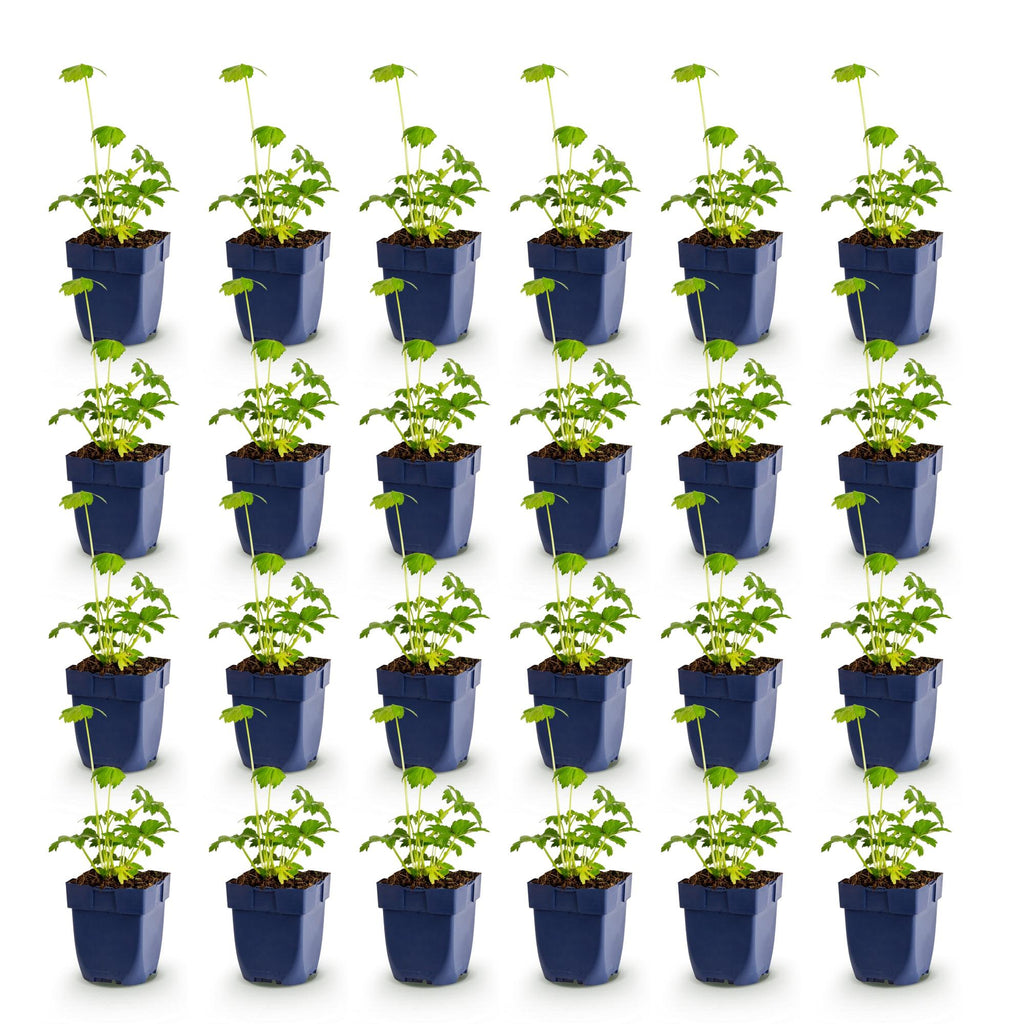 Vasteplant - Astrantia major - Sterrenkruid - Schaduw - Wit-Roze - 24 Planten - Pot 11cm - Hoogte 15-25cm