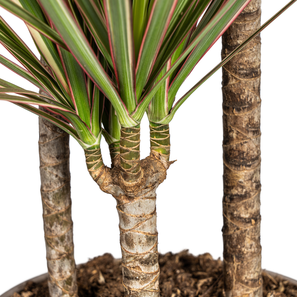 Dracaena Marginata Bicolor met mand Ø21cm - ↕110 - 130cm