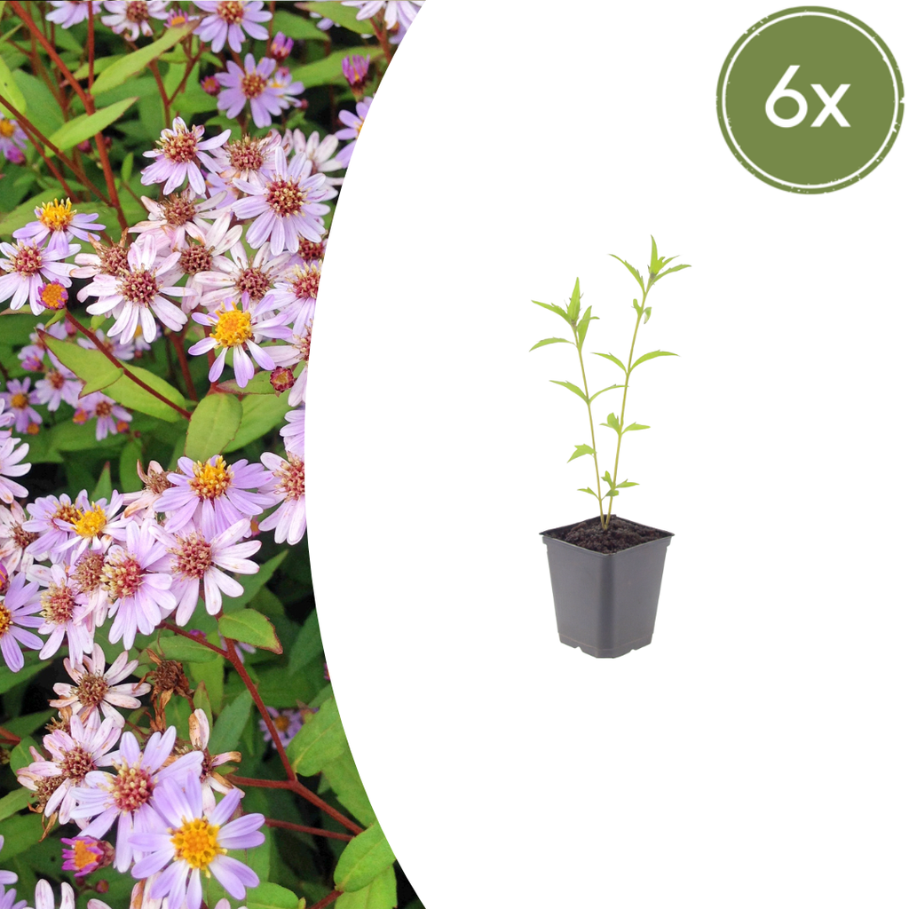6x Kalimeris incisa 'Blue Star' - ↕10-25cm - Ø9cm