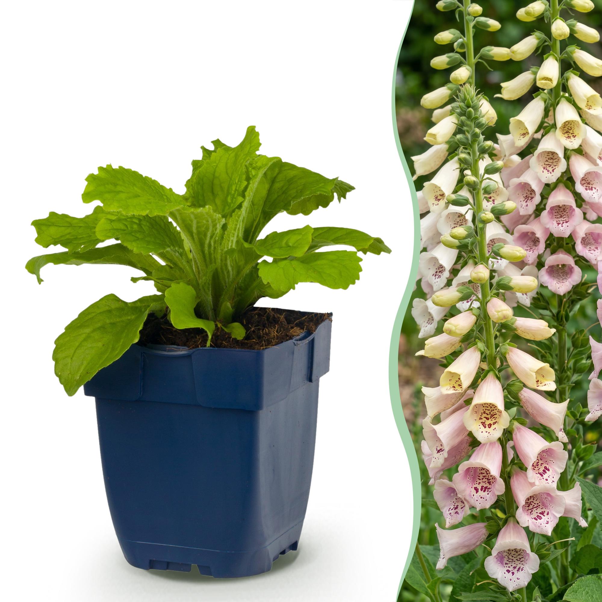 Vasteplant - Digitalis purp. Gloxiniiflora - Vingerhoedskruid - Schaduw - Wit-Roze - 24 Planten - Pot 11cm - Hoogte 15-25cm