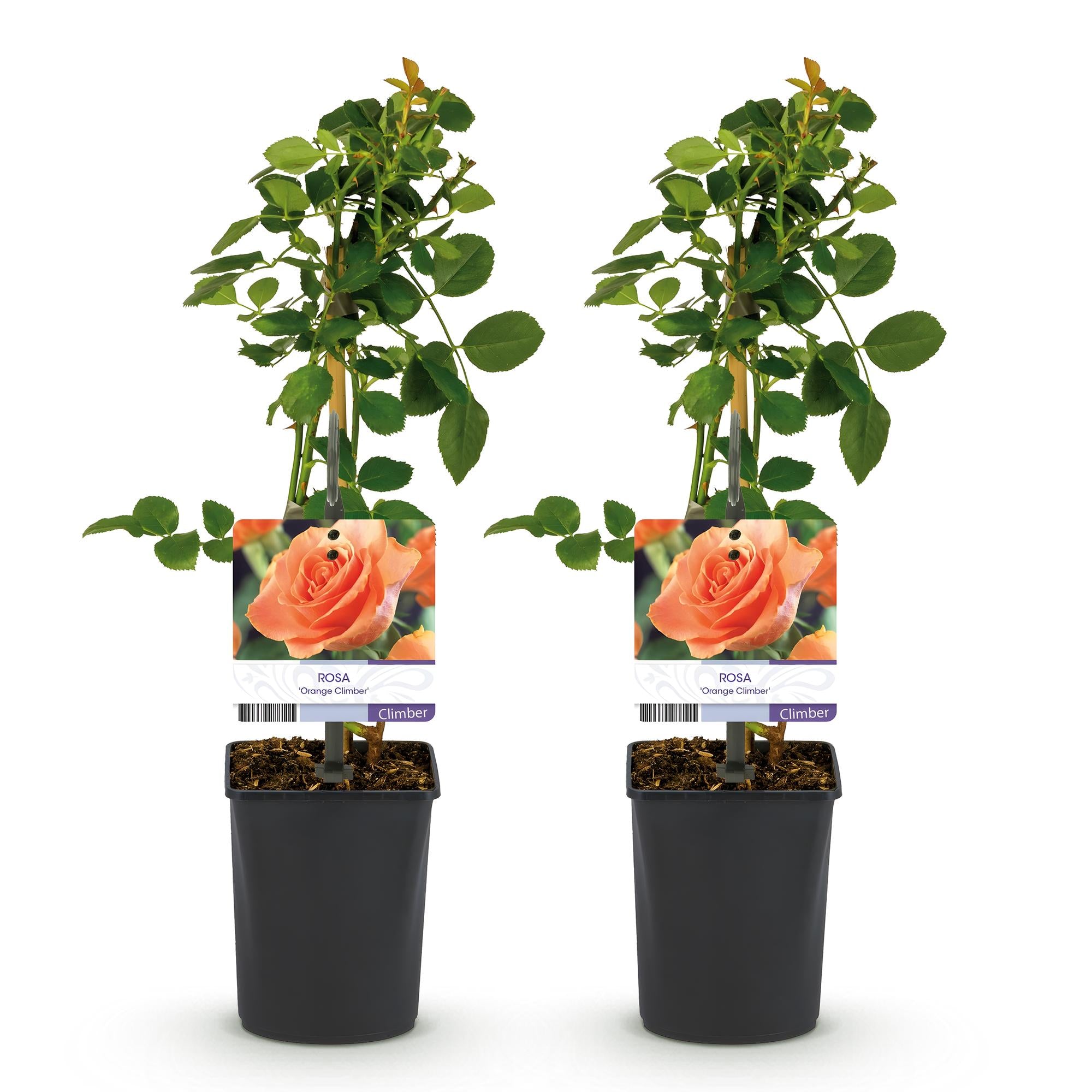 Klimroos - Rosa Orange Climber - Bloem Oranje - Weinig onderhoud - 2 planten - Pot 11cm Hoogte 40cm