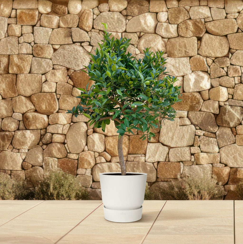 Sinaasappelboom - 200 cm - ø35