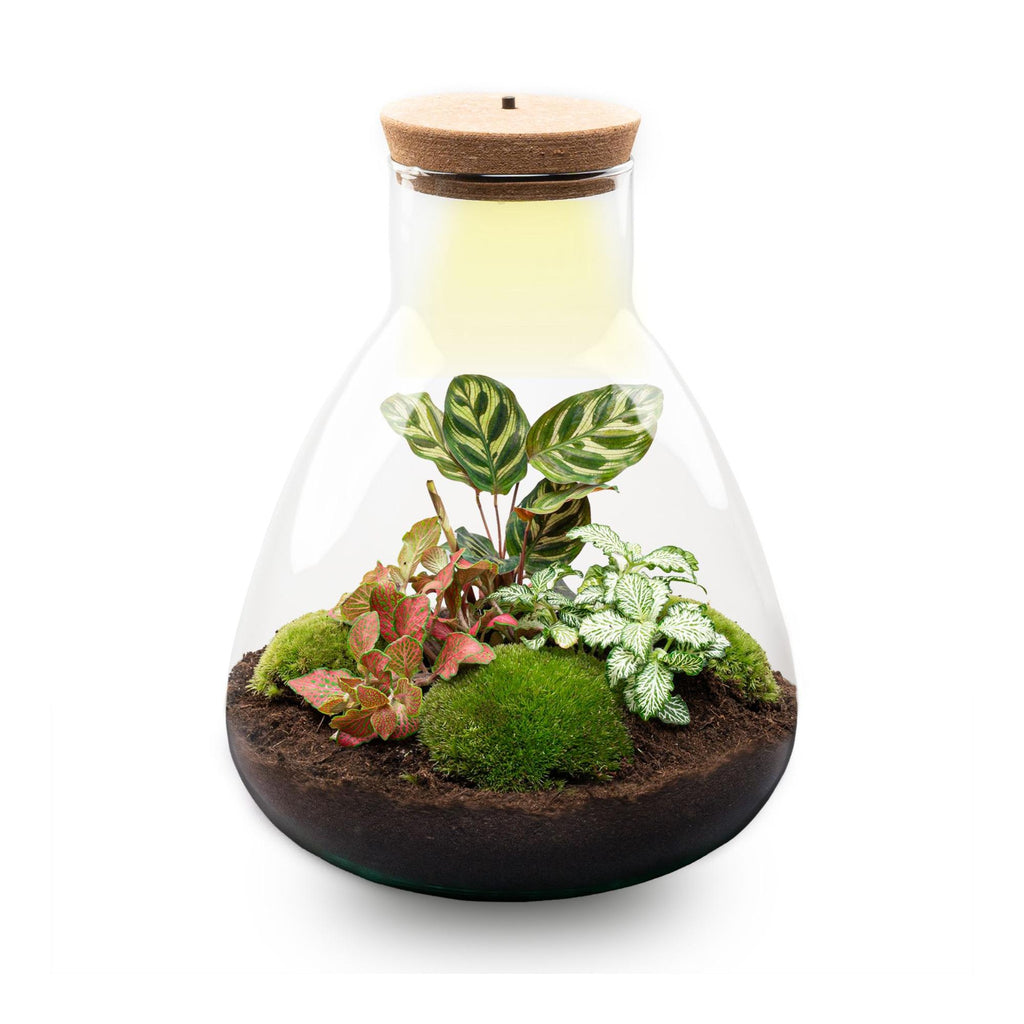 DIY Planten terrarium met licht - Sam Calathea - Ø 24,5 cm ↑ 30 cm - No tools