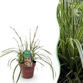 Siergrassen - Carex morrowii Ice Dance  - Wit & Groen - 1 Planten - Groenblijvend - Winterhard - Pot 17cm Hoogte 50cm