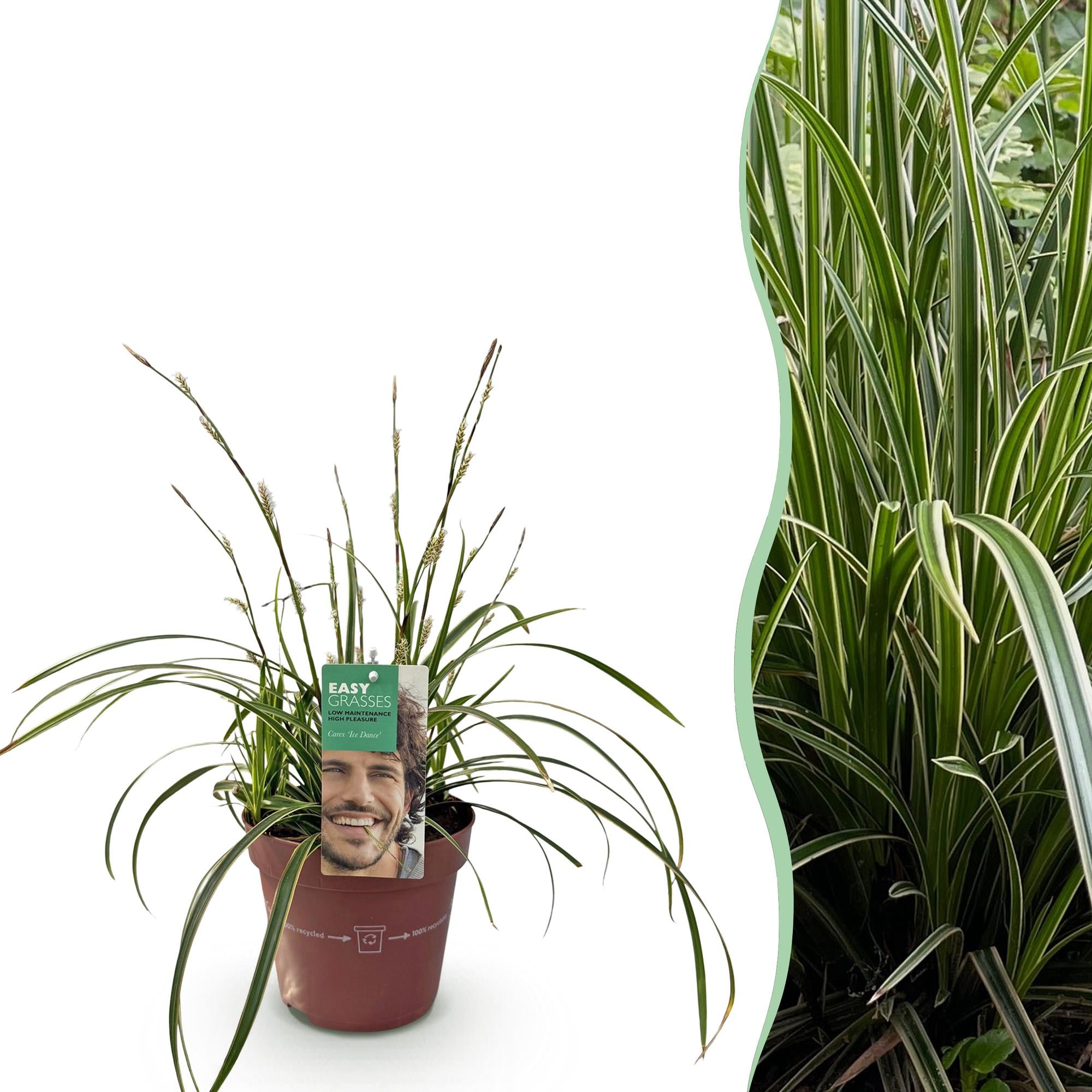 Siergrassen - Carex morrowii Ice Dance  - Wit & Groen - 1 Planten - Groenblijvend - Winterhard - Pot 17cm Hoogte 50cm