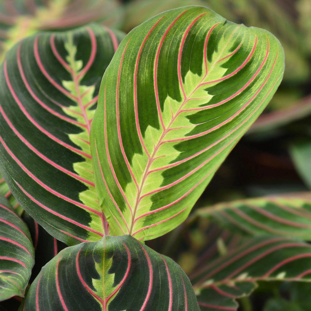 Kamerplant - Maranta Fascinator Tricolour - Gebedsplant - Huisdiervriendelijke Plant - Groen - 1 Plant - Pot 12cm - Hoogte 25cm
