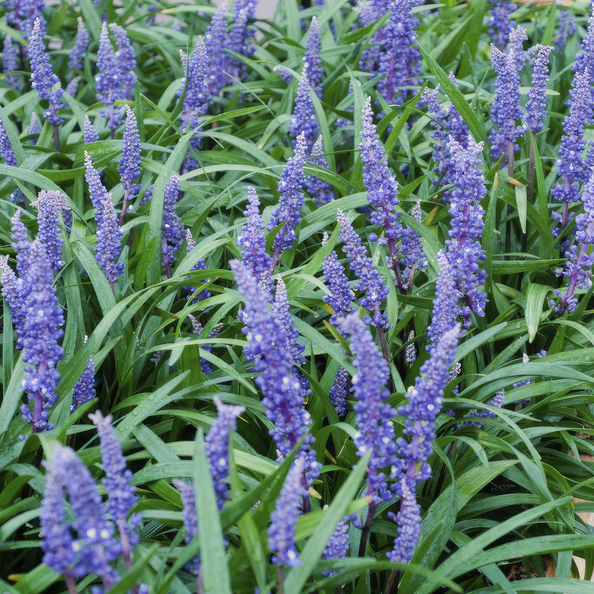 24x Liriope muscari 'Big Blue' - ↕10-25cm - Ø9cm