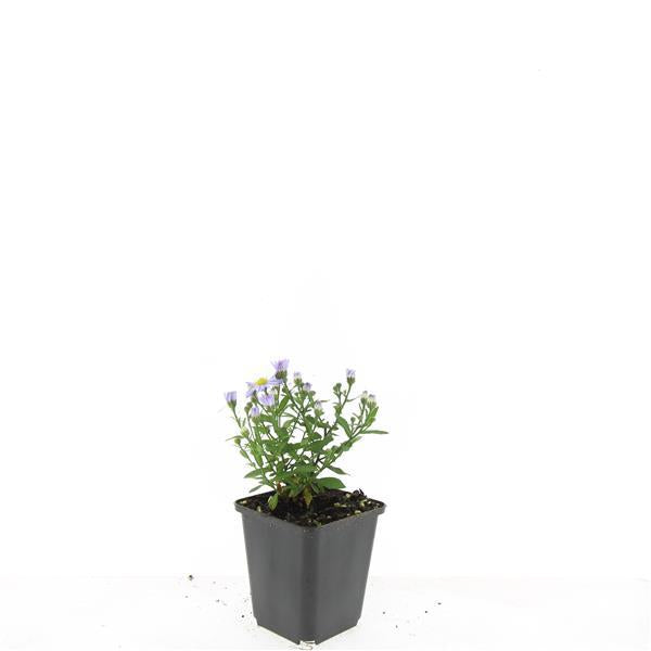 24x Aster (D) 'Prof. Anton Kippenberg'  - ↕10-25cm - Ø9cm