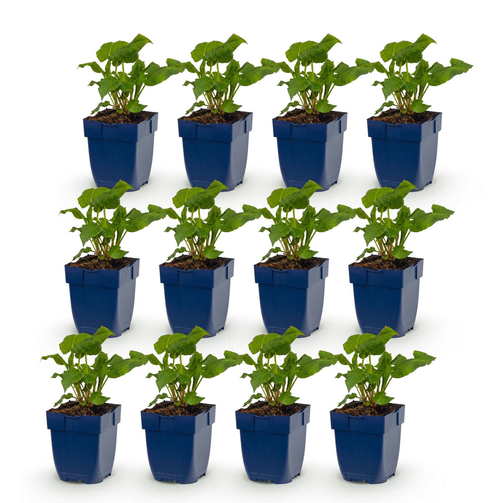 Vasteplant - Persicaria Tricolour - Duizendknoop - Schaduw - Rood - Roze - Wit - 12 Planten - Pot 11cm - Hoogte 15-25cm
