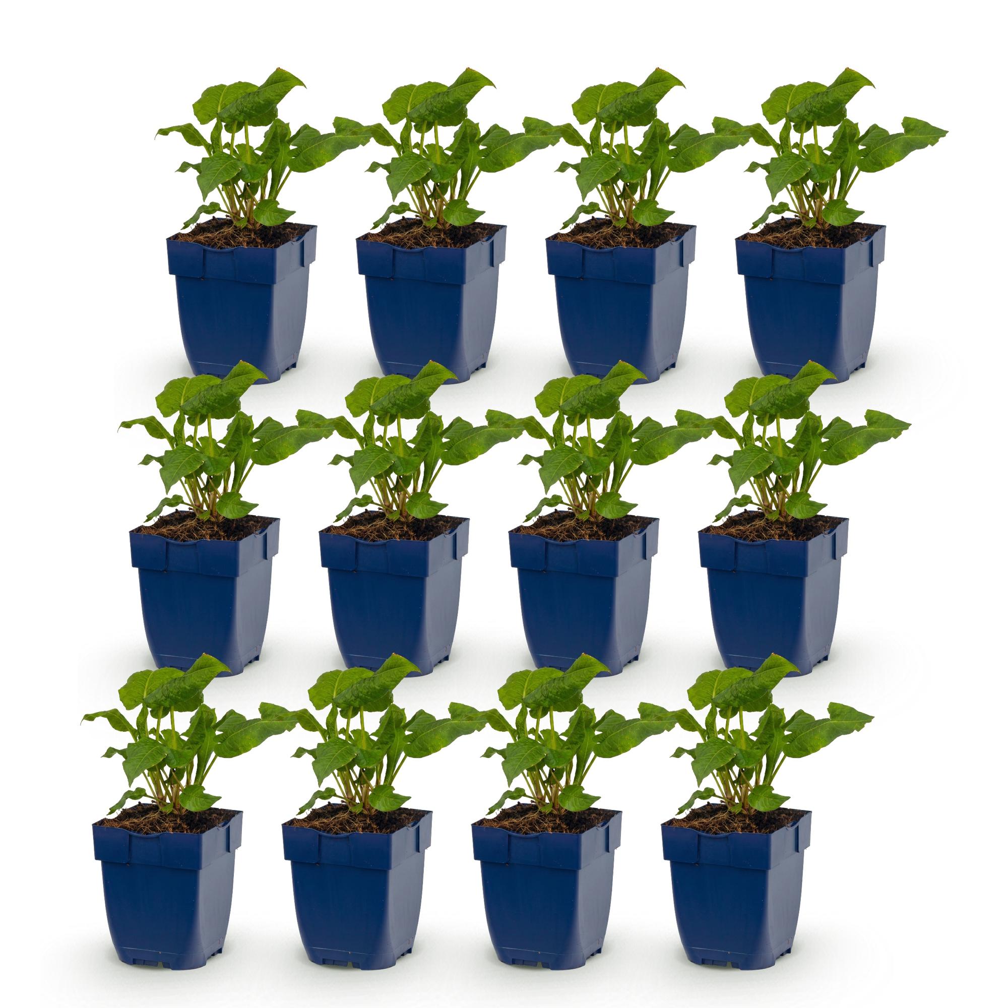 Vasteplant - Persicaria Tricolour - Duizendknoop - Schaduw - Rood - Roze - Wit - 12 Planten - Pot 11cm - Hoogte 15-25cm