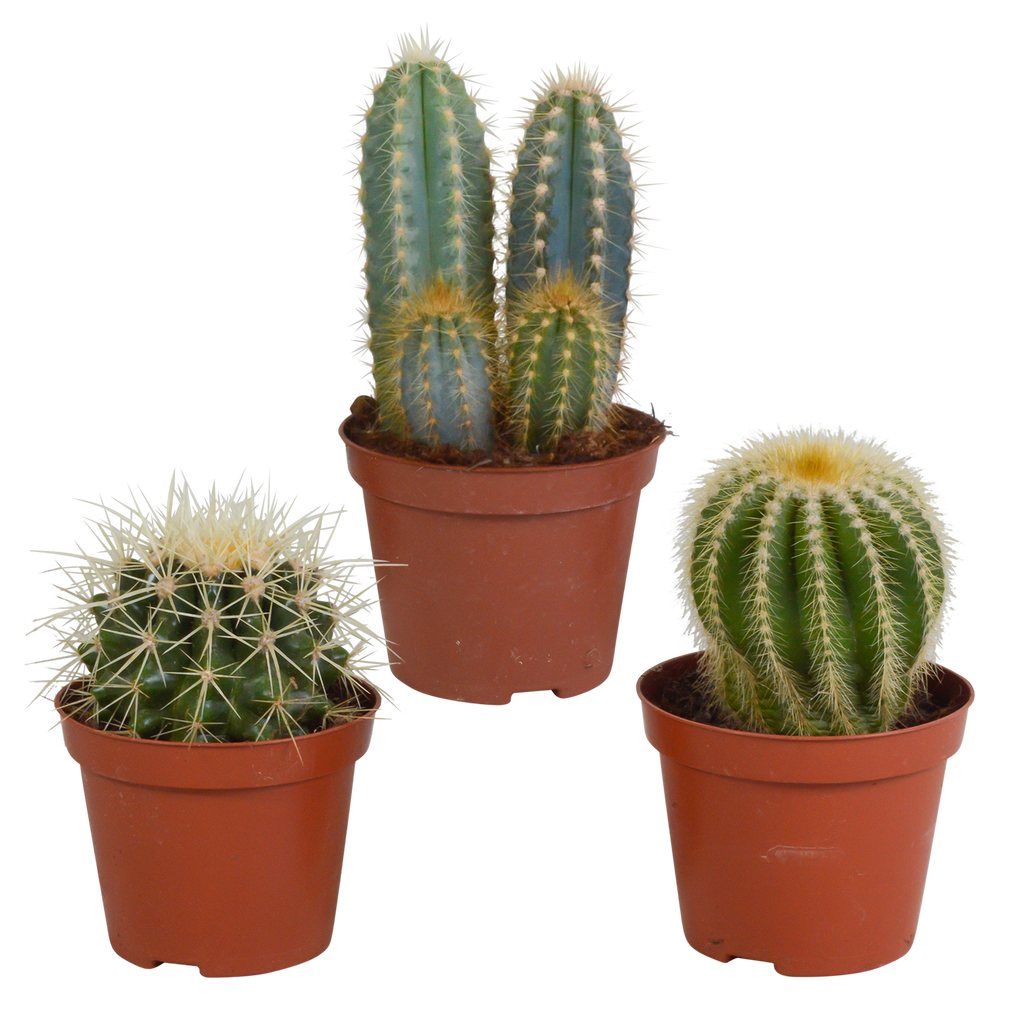Cactus mix 8.5 cm - 3x - zonder pot