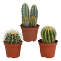 Cactus mix 8.5 cm - 3x - zonder pot