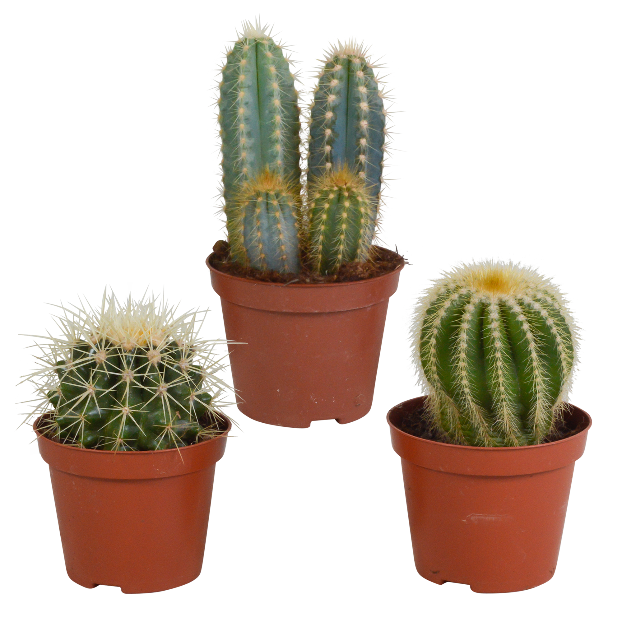 Cactus mix 8.5 cm - 3x - zonder pot