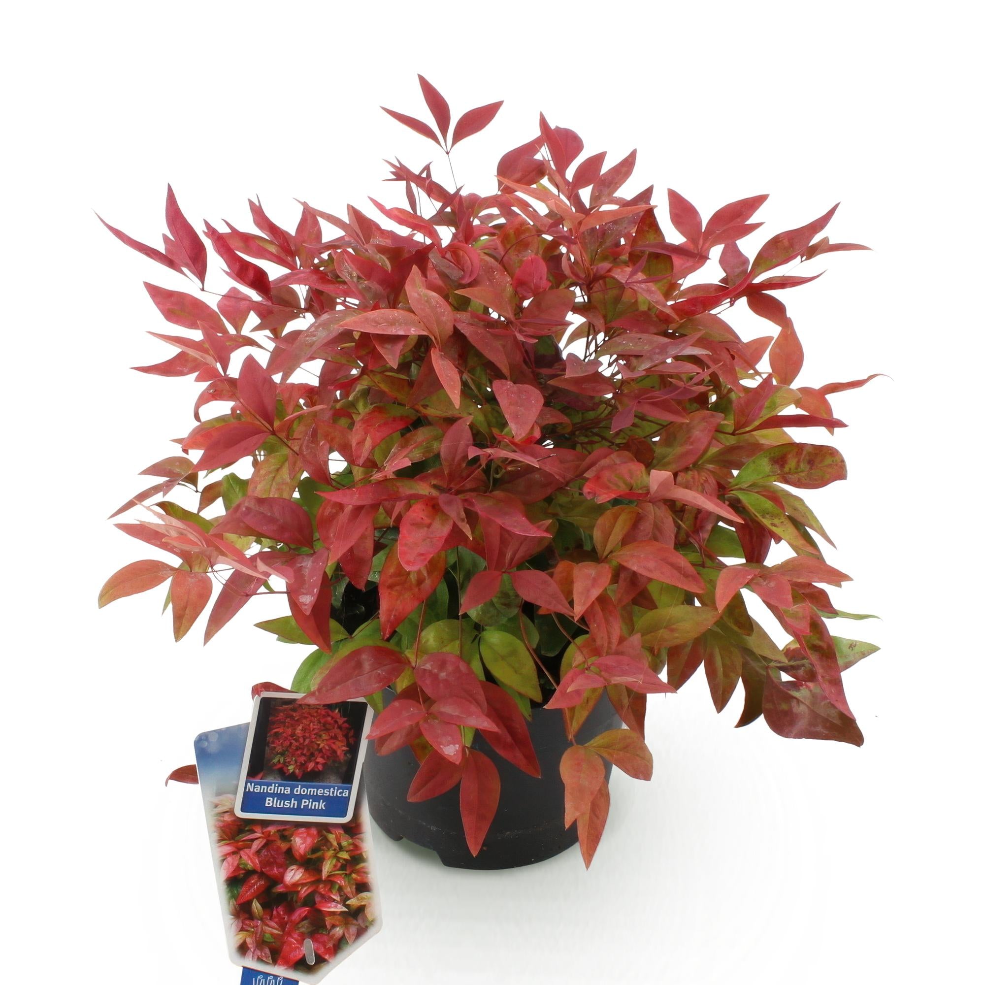 Tuinplant - Nandina Blush Pink - Donker Roze - 1 Plant - Groenblijvend - Weinig Onderhoud - Pot 17cm Hoogte 40cm