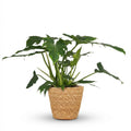 Kamerplant - Philodendron - Philodendron Lacerum - Groen - Weinig onderhoud - 1 Plant - met Mand - Pot 19cm - Hoogte 65cm