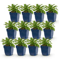 Vasteplant - Campanula persicifolia - Perzikbladklokje - Bijen en Vlinderlokkers - Blauw - 12 Planten - Pot 11cm - Hoogte 15-25cm