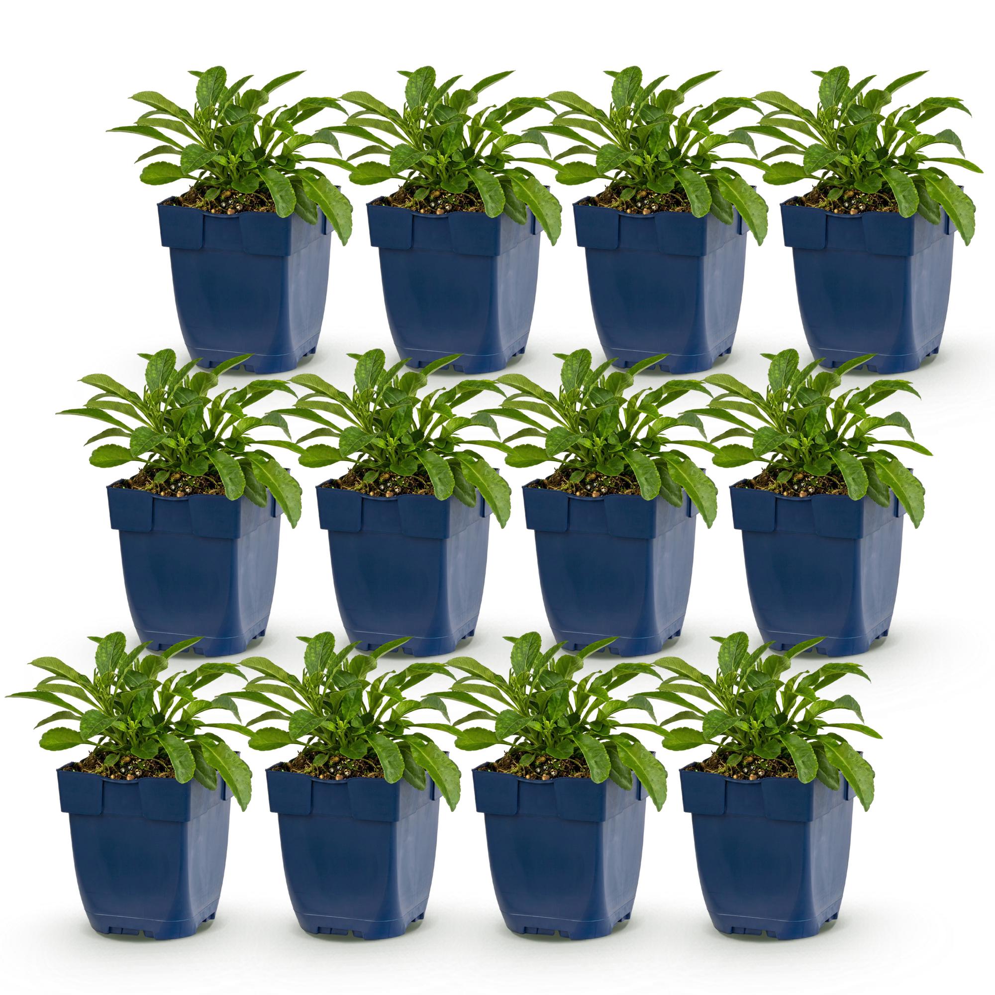 Vasteplant - Campanula persicifolia - Perzikbladklokje - Bijen en Vlinderlokkers - Blauw - 12 Planten - Pot 11cm - Hoogte 15-25cm