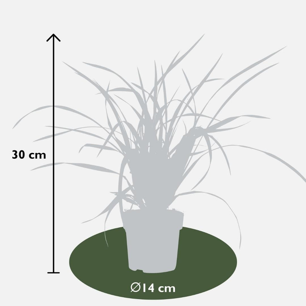 6 x Carex morrowi 'Irish Green' - Ø 14 cm - ↨ 25 cm