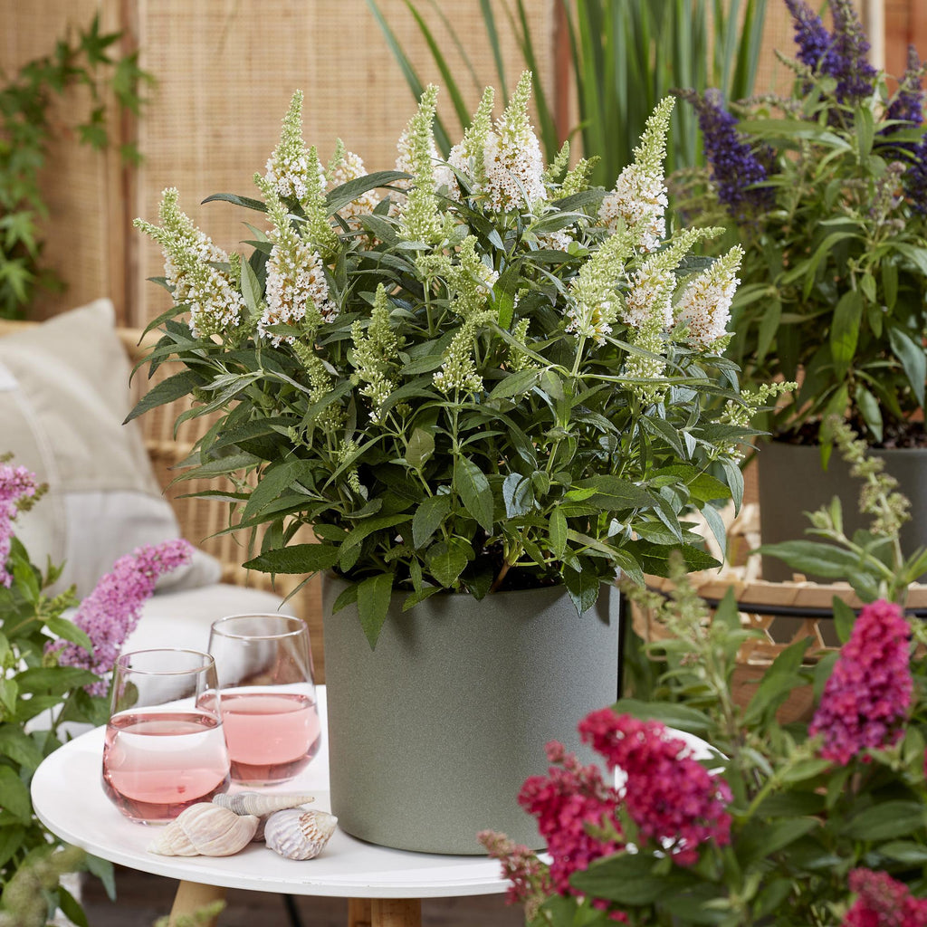 Tuinplant - Buddleja davidii Butterfly Candy Little White - Vlinderstruik - Compact - Wit - 3 Planten - Pot 12cm - Hoogte 20-25cm