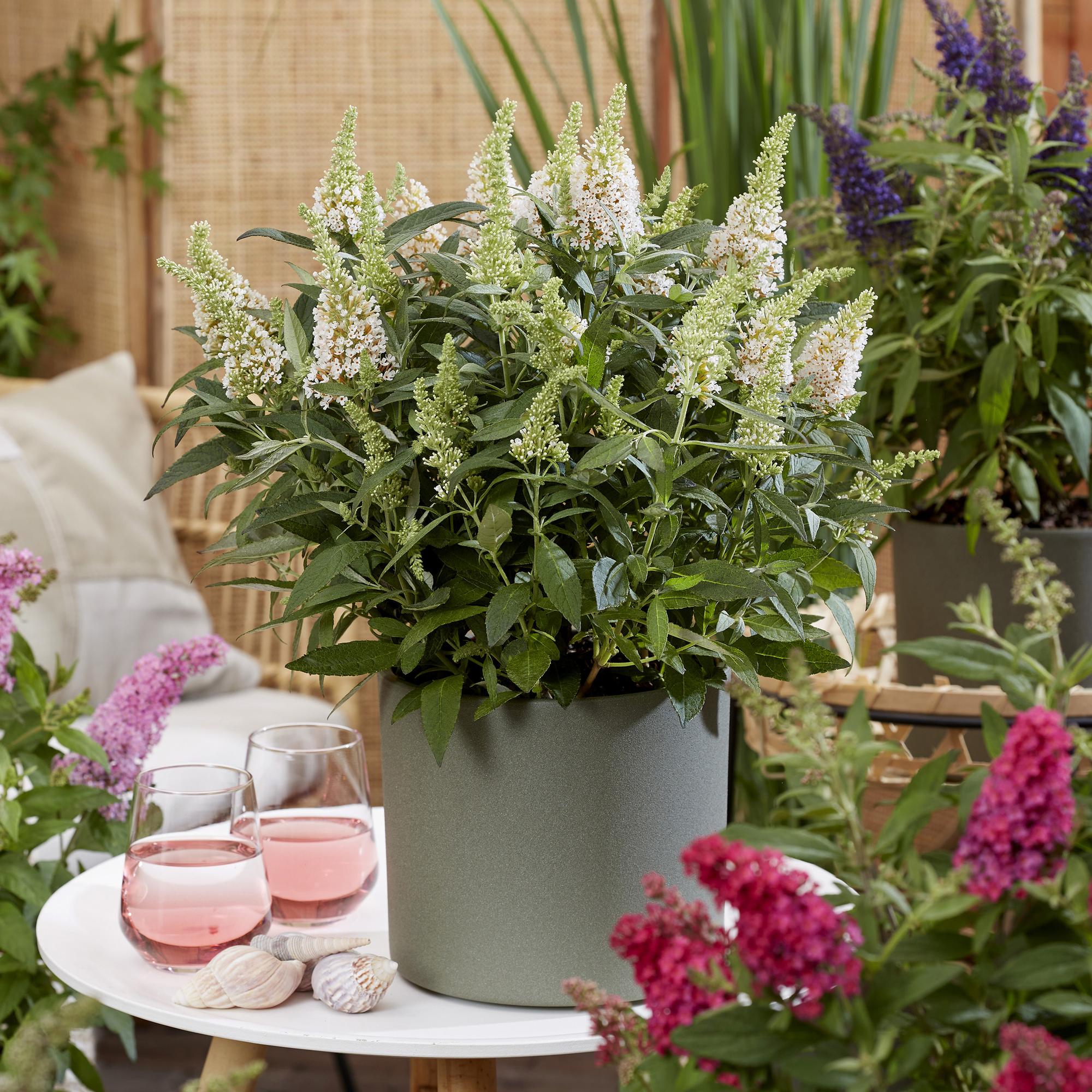 Tuinplant - Buddleja davidii Butterfly Candy Little White - Vlinderstruik - Compact - Wit - 3 Planten - Pot 12cm - Hoogte 20-25cm