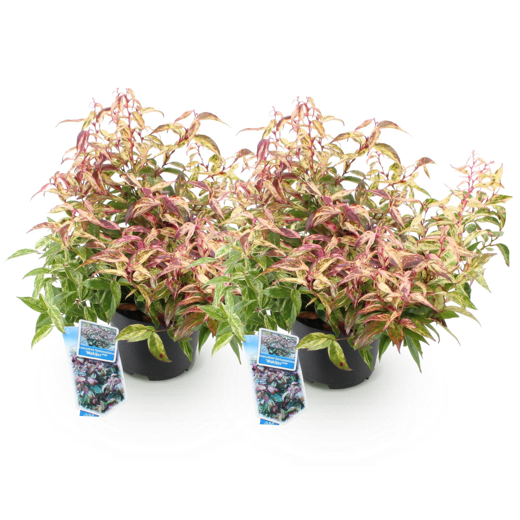 Tuinplant - Leucothoe Makijaz - Bruin - 2 Planten - Groenblijvend - Weinig Onderhoud - Pot 17cm Hoogte 45cm