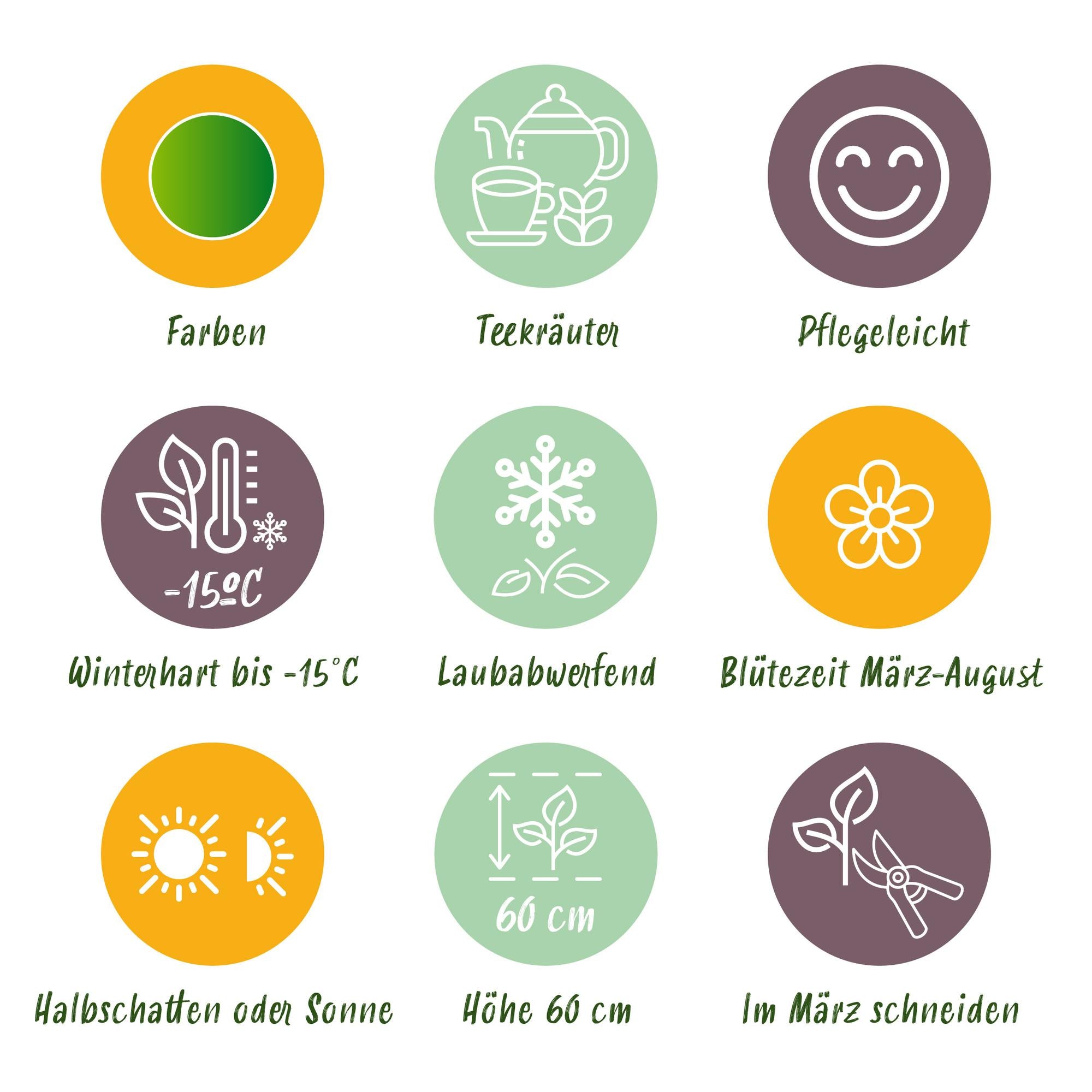 Vasteplant - Borderpakket - Theekruiden - Diversen - Soorten en kleuren - 6 Planten - Pot 11cm - Hoogte 15-25cm