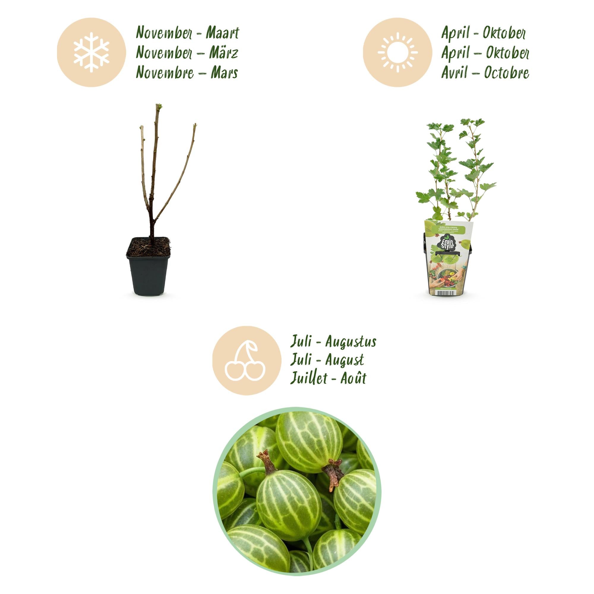 Fruitplanten - Kruisbes - Ribes uva-crispa Hinnonmaki Grun - Winterhard - 3 Planten - Pot 9 cm - Groene Bes