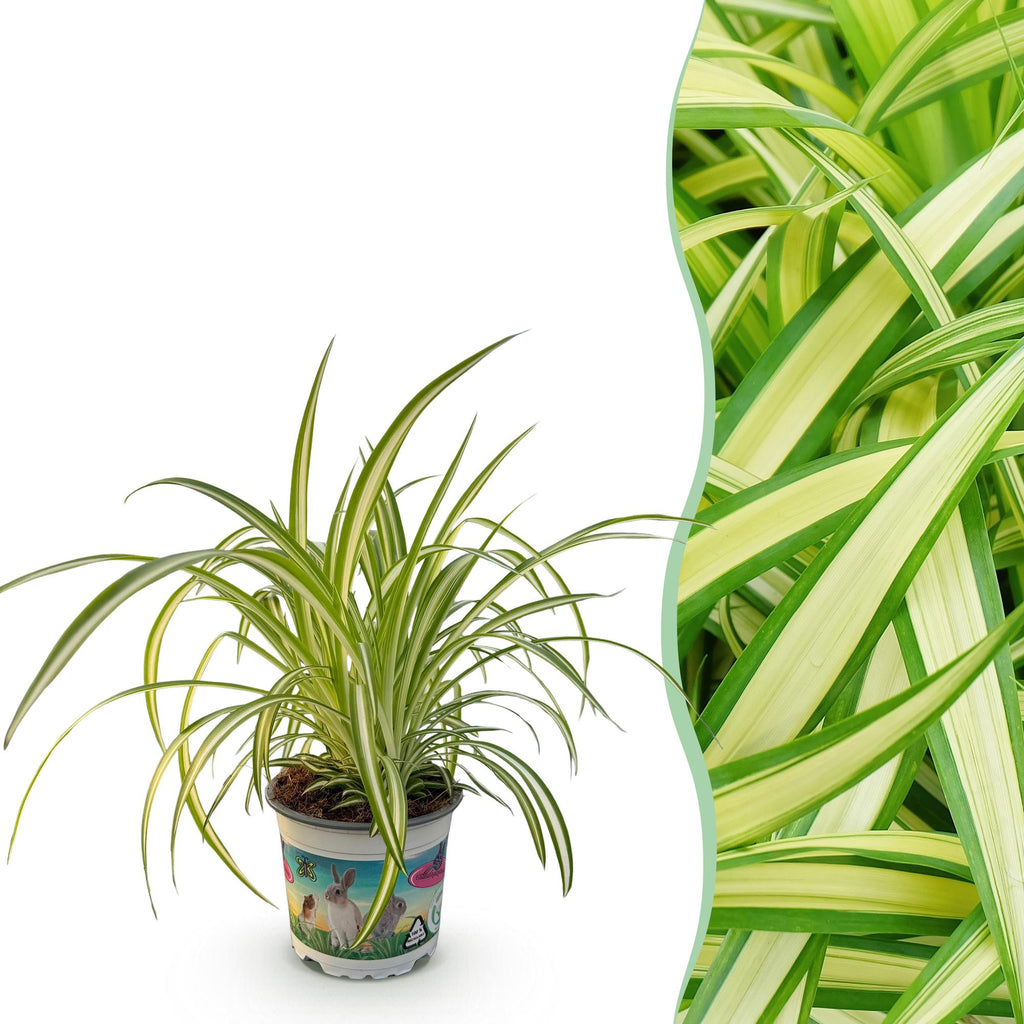 Kamerplant - Chlorophytum comosum Variegatum - Bonte Graslelie - Huisdiervriendelijke Plant - Groen - 1 Plant - Pot 12cm - Hoogte 20cm