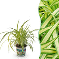 Kamerplant - Chlorophytum comosum Variegatum - Bonte Graslelie - Huisdiervriendelijke Plant - Groen - 1 Plant - Pot 12cm - Hoogte 20cm