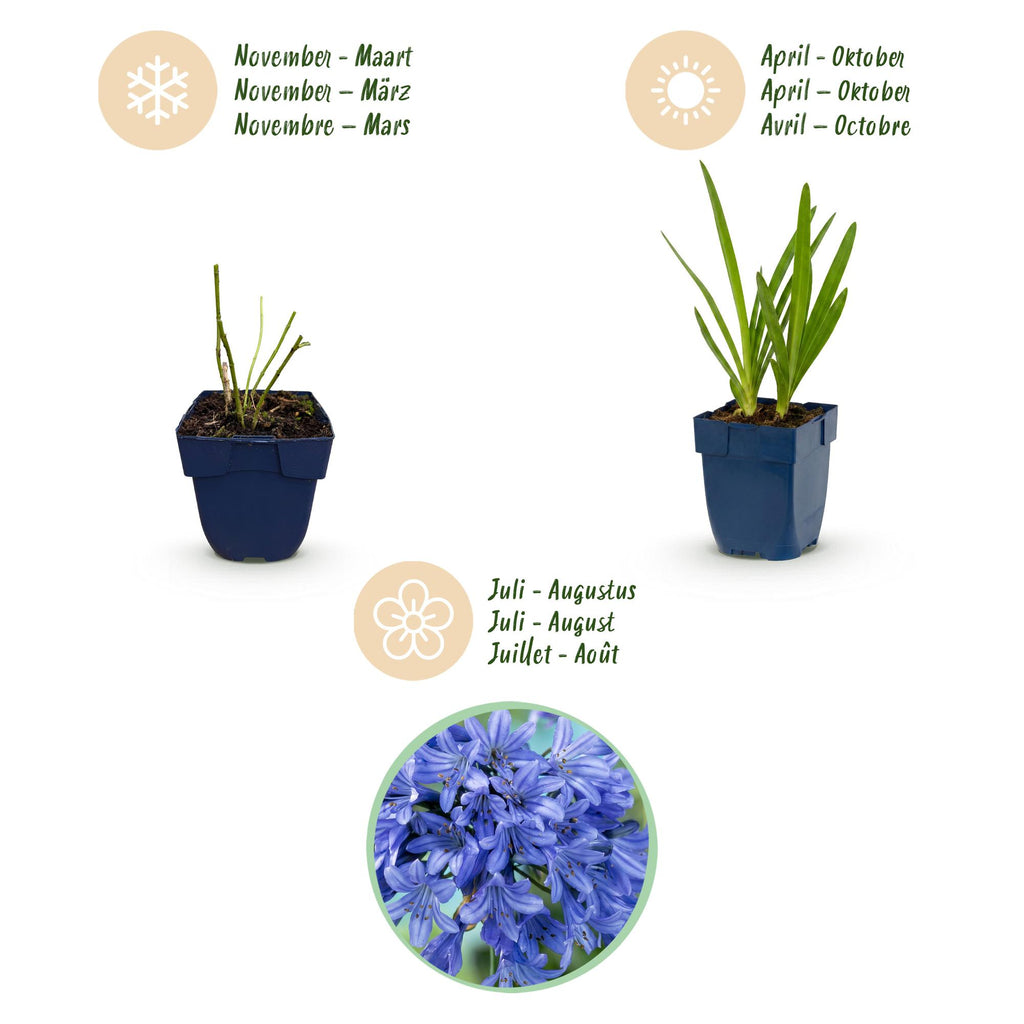 Vasteplant - Agapanthus africanus - Afrikaanse Lelie - Bijen en Vlinderlokkers - Blauw - 24 Planten - Pot 11cm - Hoogte 15-25cm