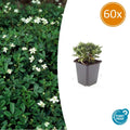 60x Potentilla tridentata 'Nuuk' - ↕10-25cm - Ø9cm