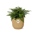 Asplenium Parvati in ELHO Vibes Fold 14cm geel