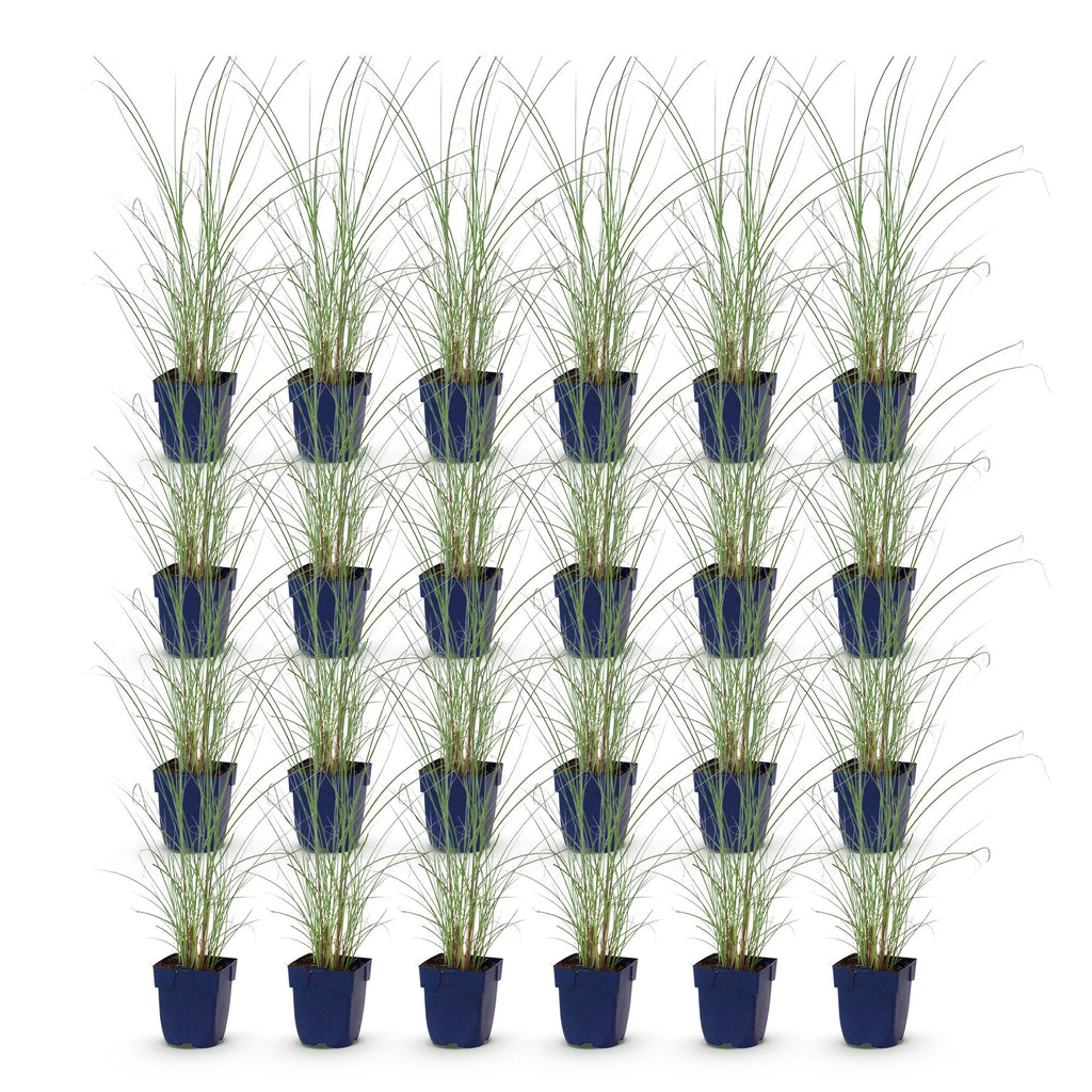 Grassen - Miscanthus sin. Morning Light - Pampusgras - Met Pluim - Zilver - 24 Planten - Pot 11cm - Hoogte 15-25cm