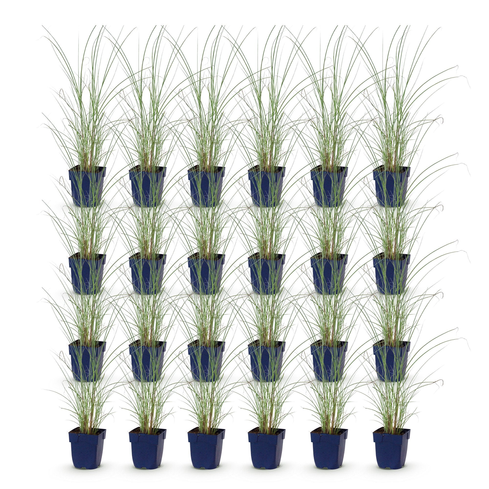 Grassen - Miscanthus sin. Morning Light - Pampusgras - Met Pluim - Zilver - 24 Planten - Pot 11cm - Hoogte 15-25cm