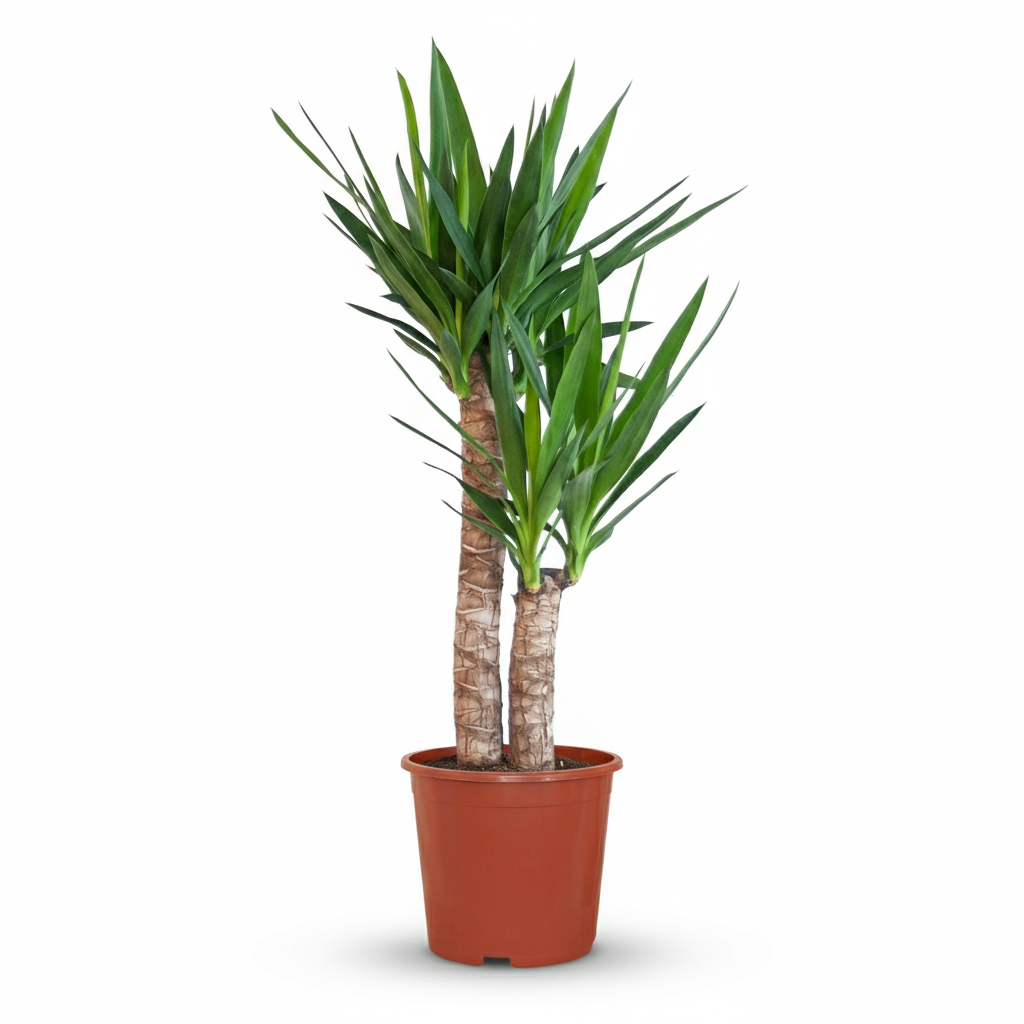 Kamerplant - Yucca (Palmlelie) - Yucca Elephantipes - Groen - Weinig onderhoud - 1 Plant - Pot 21cm - Hoogte 80 - 90cm