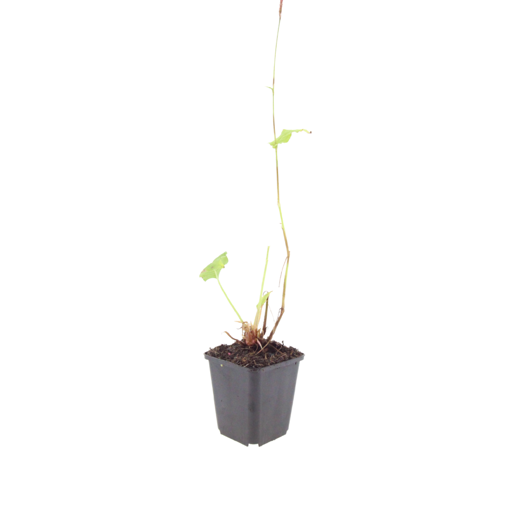 48x Persicaria a. 'Blackfield' - ↕10-25cm - Ø9cm