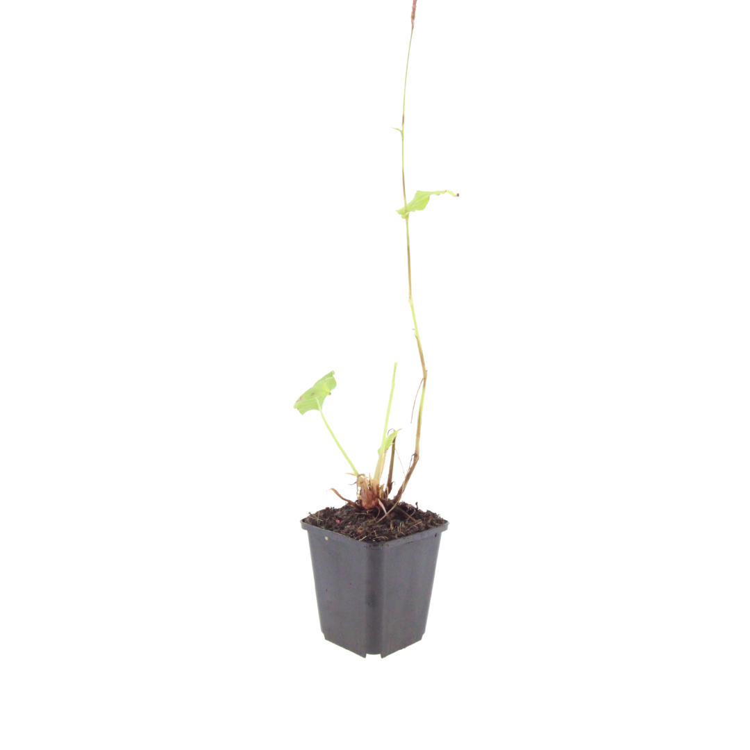 48x Persicaria a. 'Blackfield' - ↕10-25cm - Ø9cm