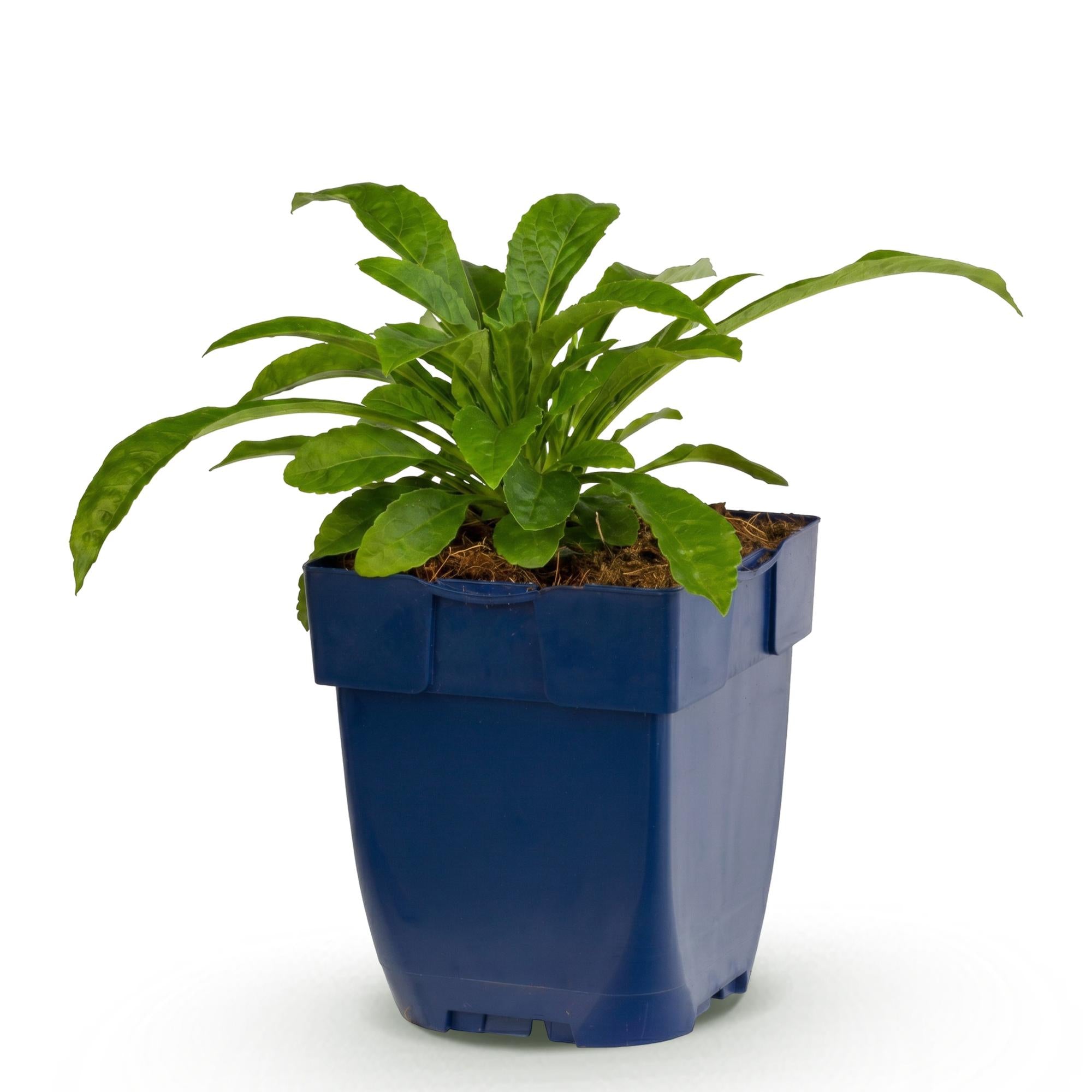 Vasteplant - Campanula pers. Alba - Perzikbladklokje - Bijen en Vlinderlokkers - Wit - 1 Plant - Pot 11cm - Hoogte 15-25cm