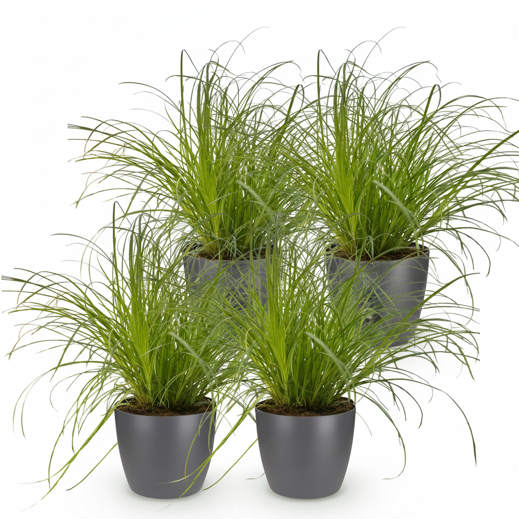 Kamerplant - Cyperus alternifolius Zumula - Kattengras - Huisdiervriendelijke Plant - Groen - 4 Planten - met Potter Grijs - Pot 12cm - Hoogte 20cm