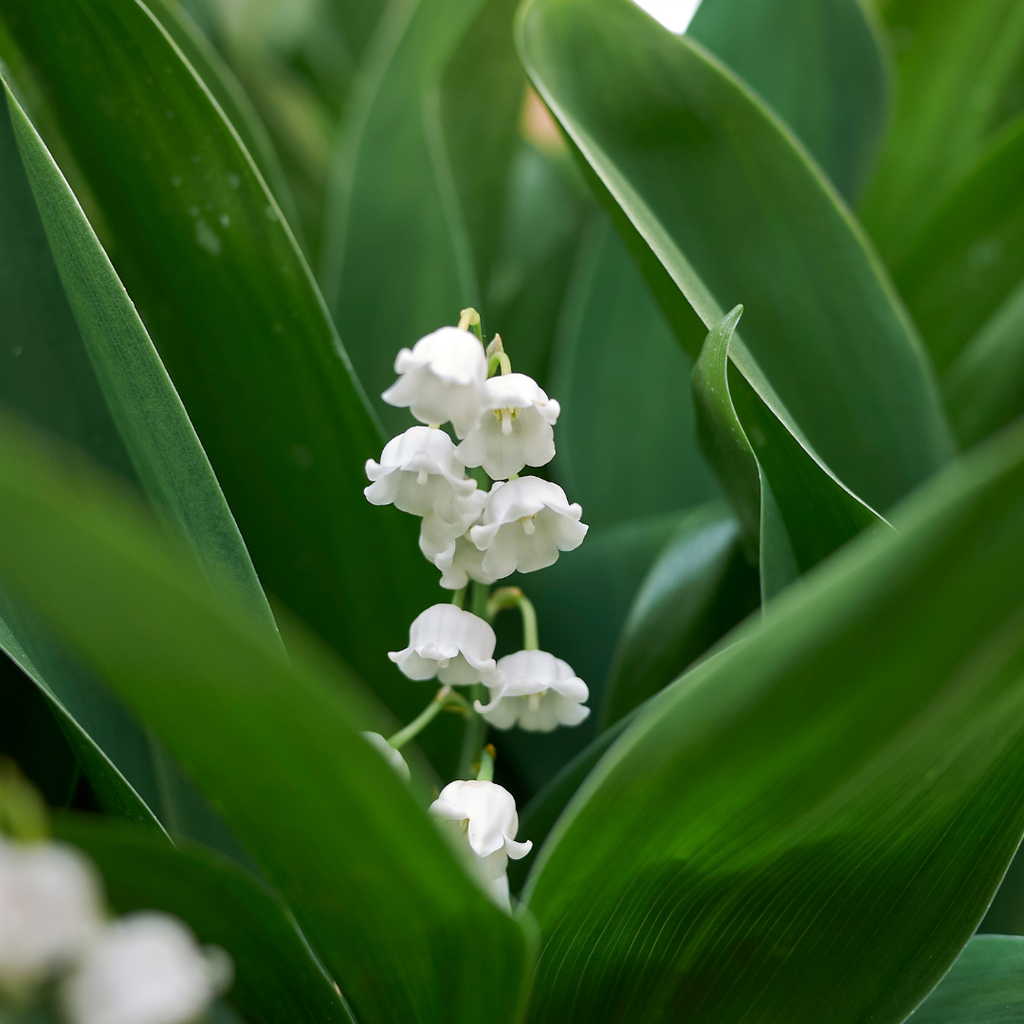 24x Convallaria majalis - ↕10-25cm - Ø9cm