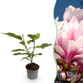 Tuinplant - Magnolia soulangeana - Bloem Roze - 1 Plant - Bladverliezend - Weinig Onderhoud - Pot 12cm Hoogte 30cm