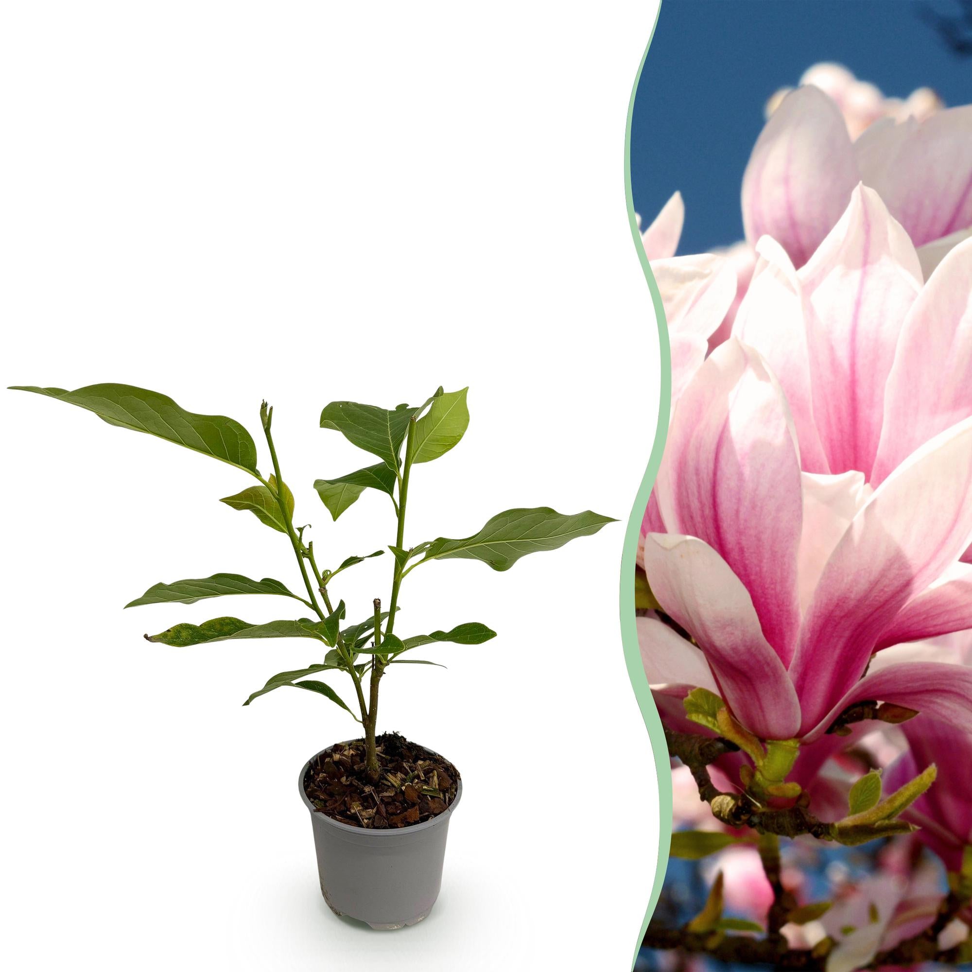 Tuinplant - Magnolia soulangeana - Bloem Roze - 1 Plant - Bladverliezend - Weinig Onderhoud - Pot 12cm Hoogte 30cm