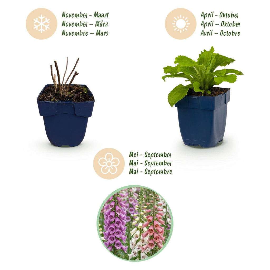 Vasteplant - Digitalis Tricolour - Vingerhoedskruid - Schaduw - Roze - Paars - Wit - 12 Planten - Pot 11cm - Hoogte 15-25cm