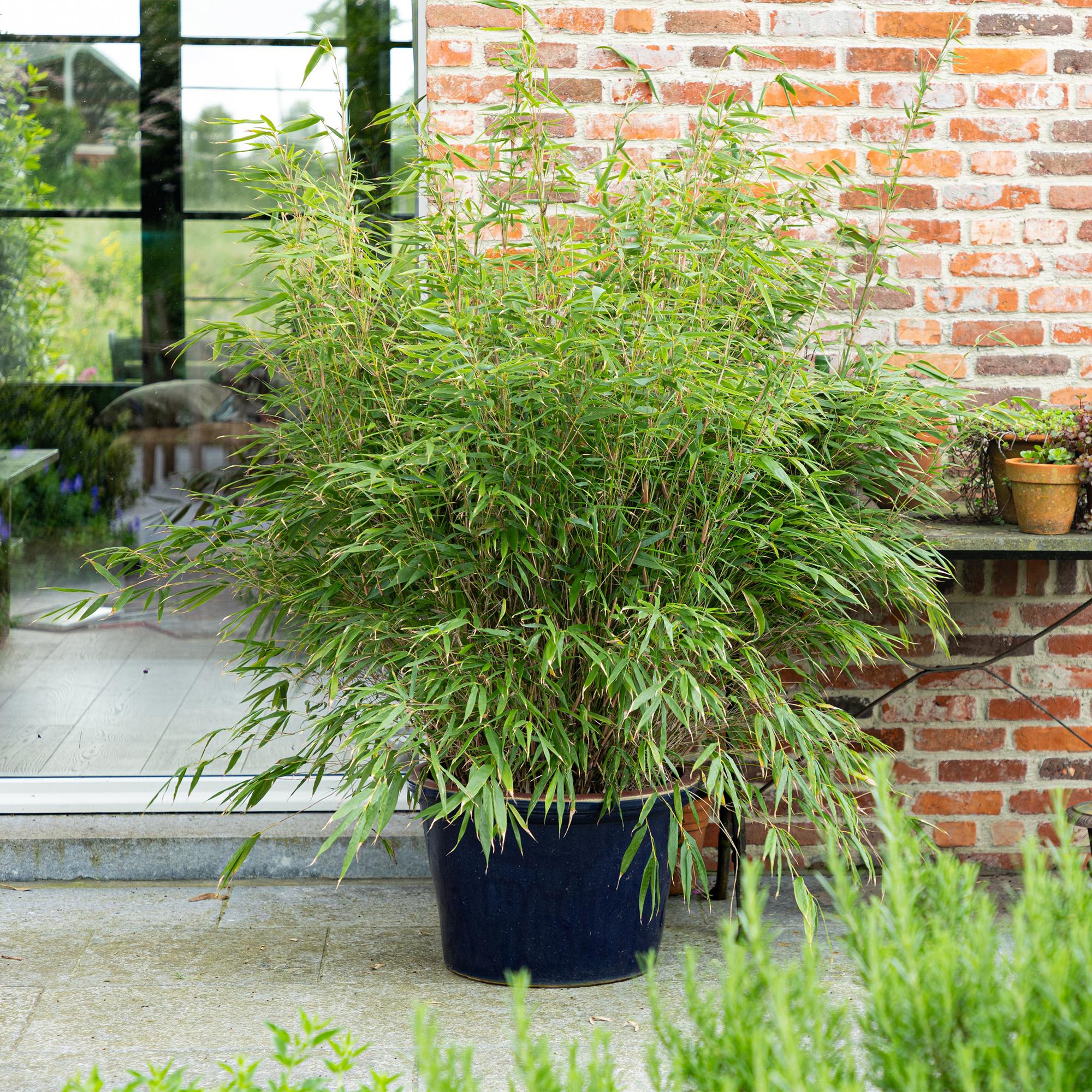 Grassen - Fargesia Rufa - Niet Woekerende Bamboe - Bladhoudend - Groen - 2 Planten - Pot 23 cm - Hoogte 80 cm