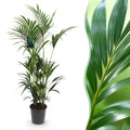 Kamerplant - Howea Forsteriana - Kentia Palm - Weinig Onderhoud - Groen - 1 plant - Pot 27cm - Hoogte 160-170cm