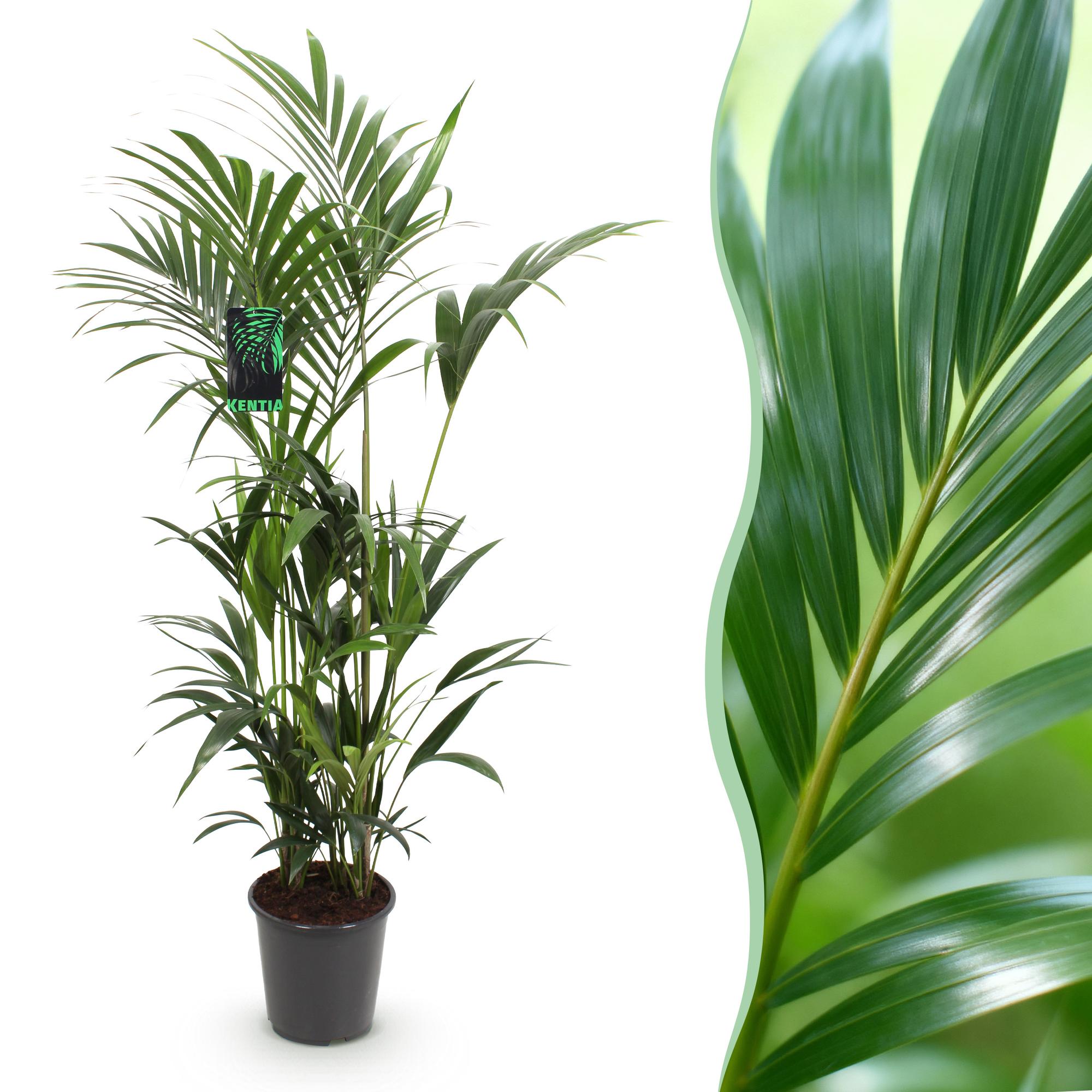 Kamerplant - Howea Forsteriana - Kentia Palm - Weinig Onderhoud - Groen - 1 plant - Pot 27cm - Hoogte 160-170cm