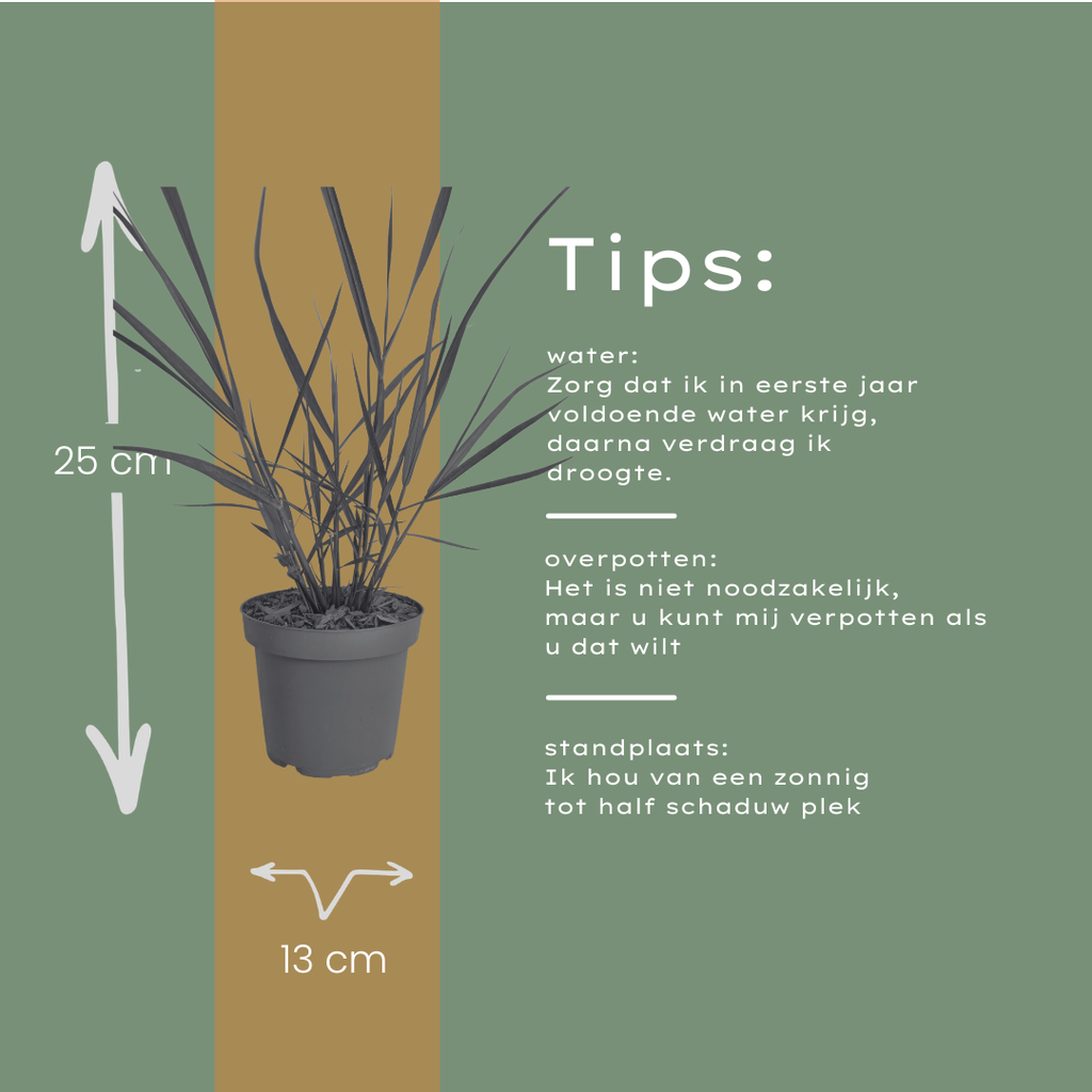 6x Panicum virgatum ‘Rotstrahlbusch’ – Siergras met warme herfstkleuren | Potmaat 12 cm