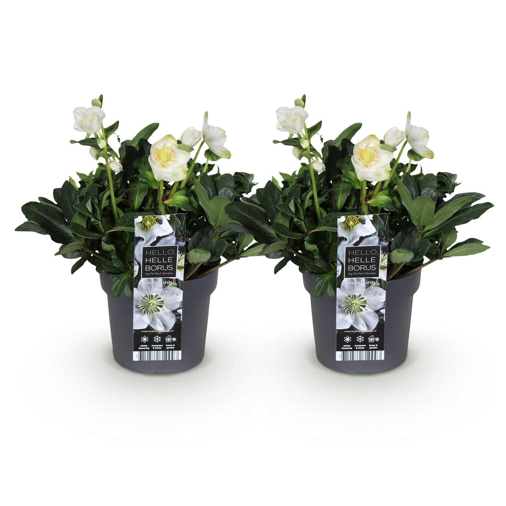 Tuinplant - Kerstroos - Helleborus Christmas Carol  - Witte Bloem -2 Planten - Groenblijvend - Pot 17cm Hoogte 35cm